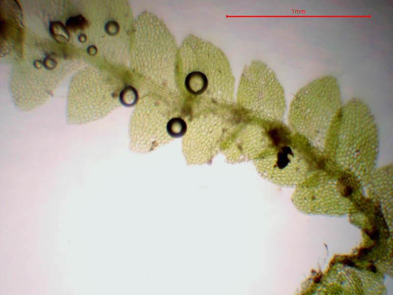 Calypogeia neogaea